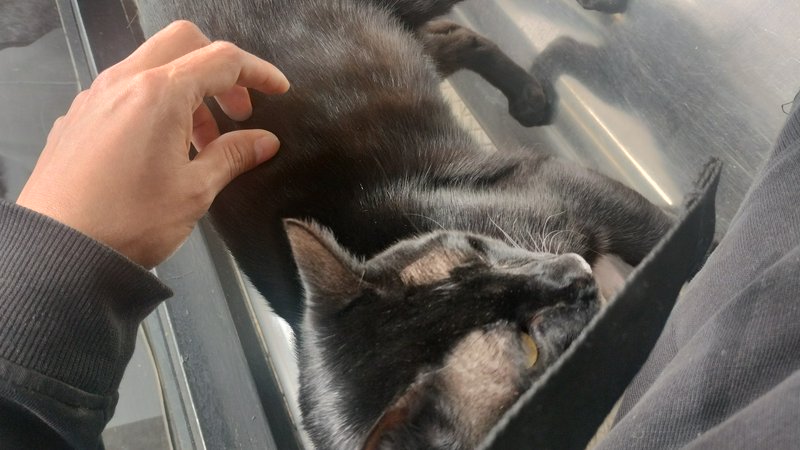 Hand gently petting a relaxed black cat lying on its back on a metal exam table