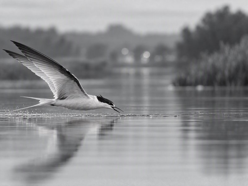 Common tern skims low over calm reflective lake water with wings fully spread