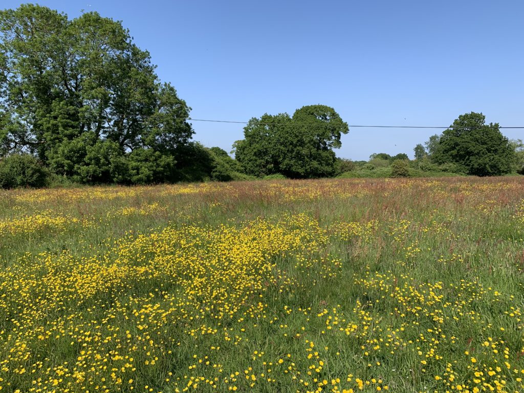 Sunny meadow filled with yellow wildflowers and green trees under a clear blue sky.