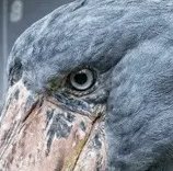 Extreme close up of a shoebill stork's face highlighting its eye and large textured beak