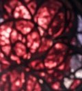 Close-up microscope view of clustered stained red biological cells outlined with dark cell wall b...