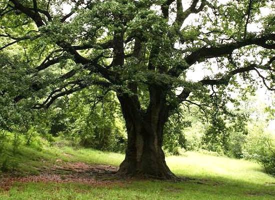 Massive ancient gnarled oak tree with sprawling leafy branches stands in a sunlit grassy woodland clearing beside a dirt path