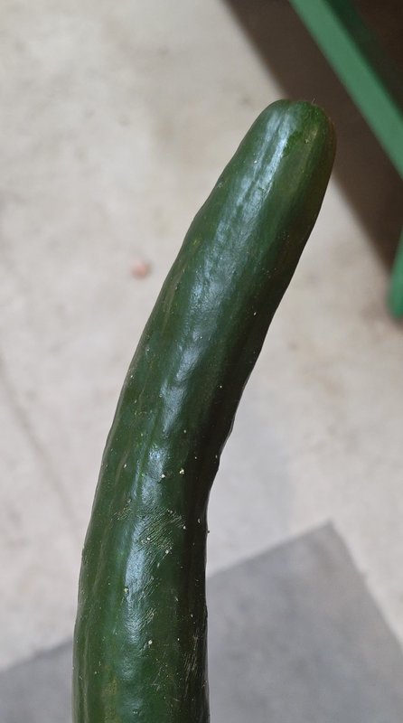 Close up of a long glossy dark green cucumber against a blurred indoor tiled background