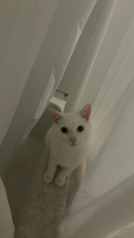 Fluffy white domestic cat with mismatched eyes sits between parted shower curtains looking up at ...