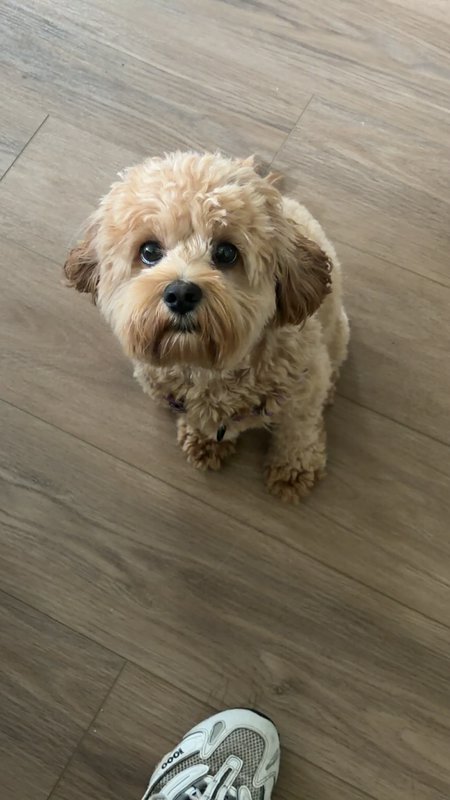 Adorable fluffy apricot maltipoo puppy sits on wood flooring looking up at the camera next to an ...