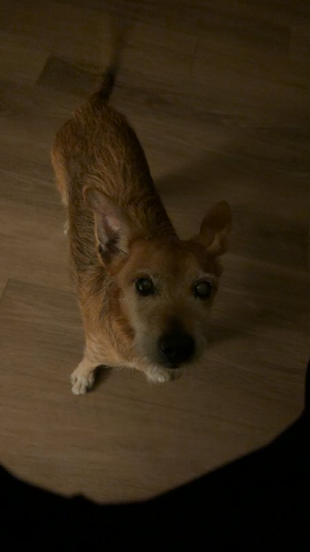 High angle shot of a small scruffy tan terrier mix dog looking up at the camera while standing on...
