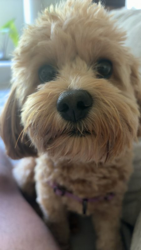 Close-up of a fluffy apricot maltipoo dog looking straight at the camera, wearing a purple harnes...
