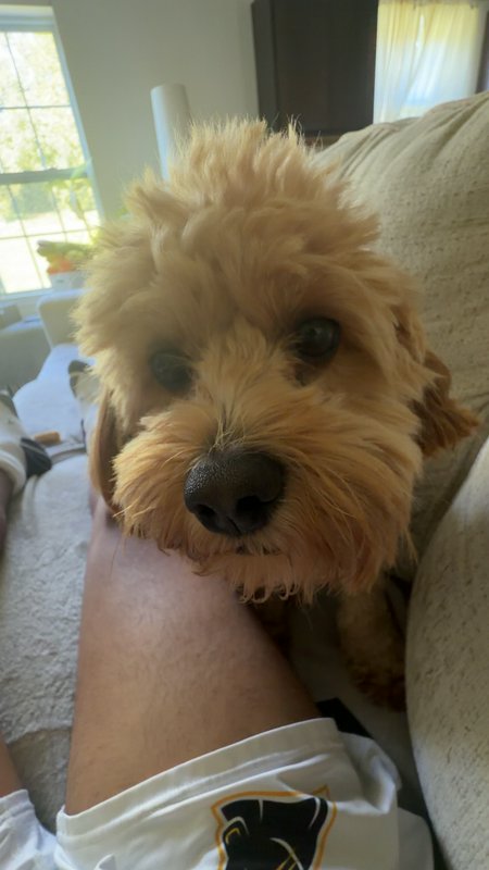 Close-up of fluffy apricot cavapoo puppy resting on a person's lap, gazing directly at the camera...
