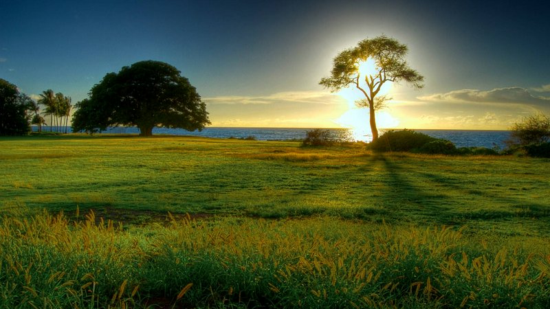 Setting sun glows behind a lone coastal tree, overlooking a lush grassy meadow and calm blue ocea...