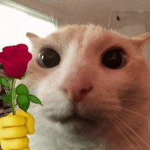 Close-up of a cat's face with a yellow-gloved hand holding a red rose.
