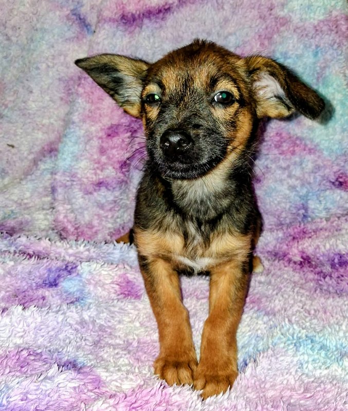 Adorable mixed breed puppy with mismatched large ears sits on a fuzzy pastel tie-dye blanket look...