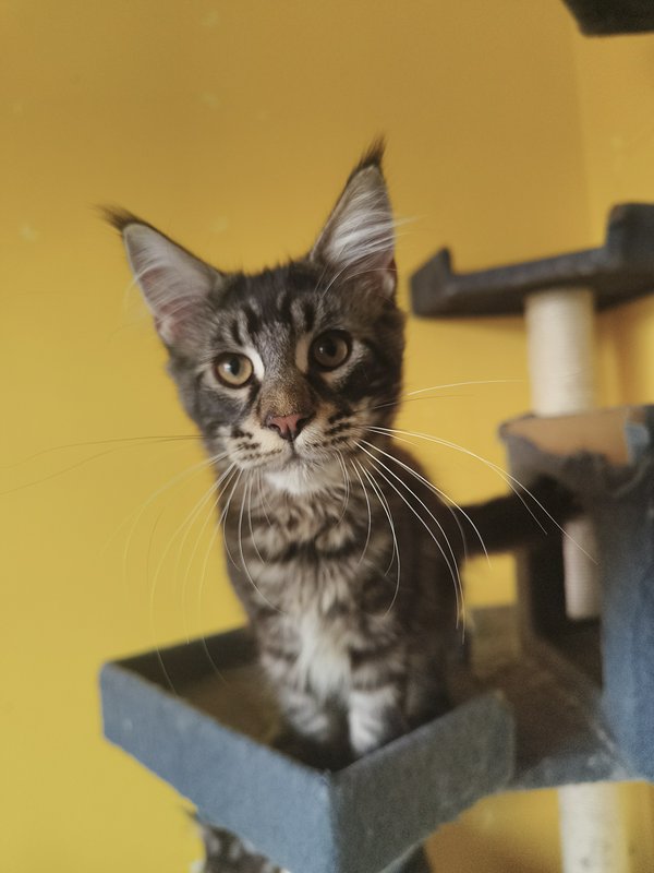 Close-up of a fluffy grey tabby Maine Coon kitten sitting in a cat tree perch, looking curiously ...