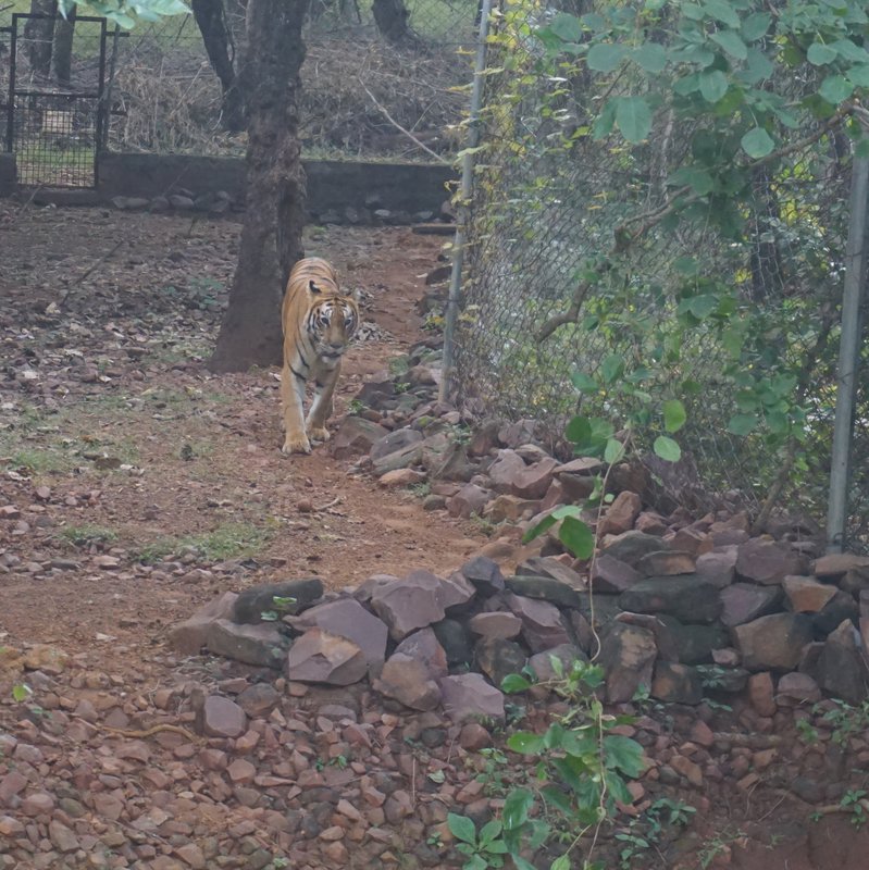 Bengal tiger walking toward the camera along a dirt path in a naturalistic zoo enclosure