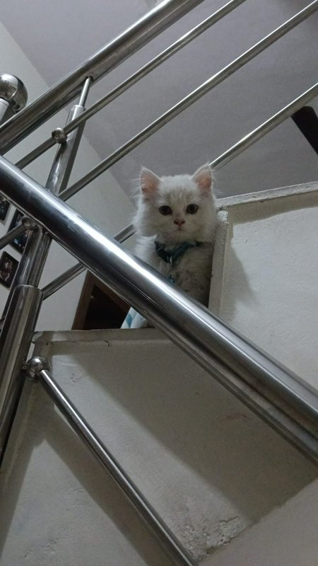 Fluffy white longhair kitten with a dark collar peers down from the top of an indoor staircase