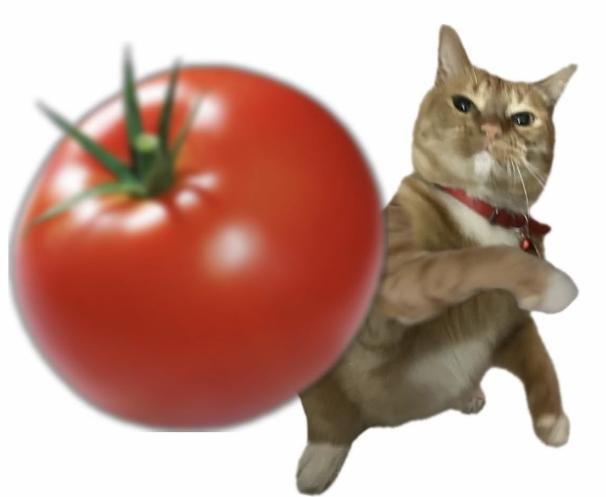 Chonky orange tabby cat stands next to a giant glossy ripe tomato on a plain white background