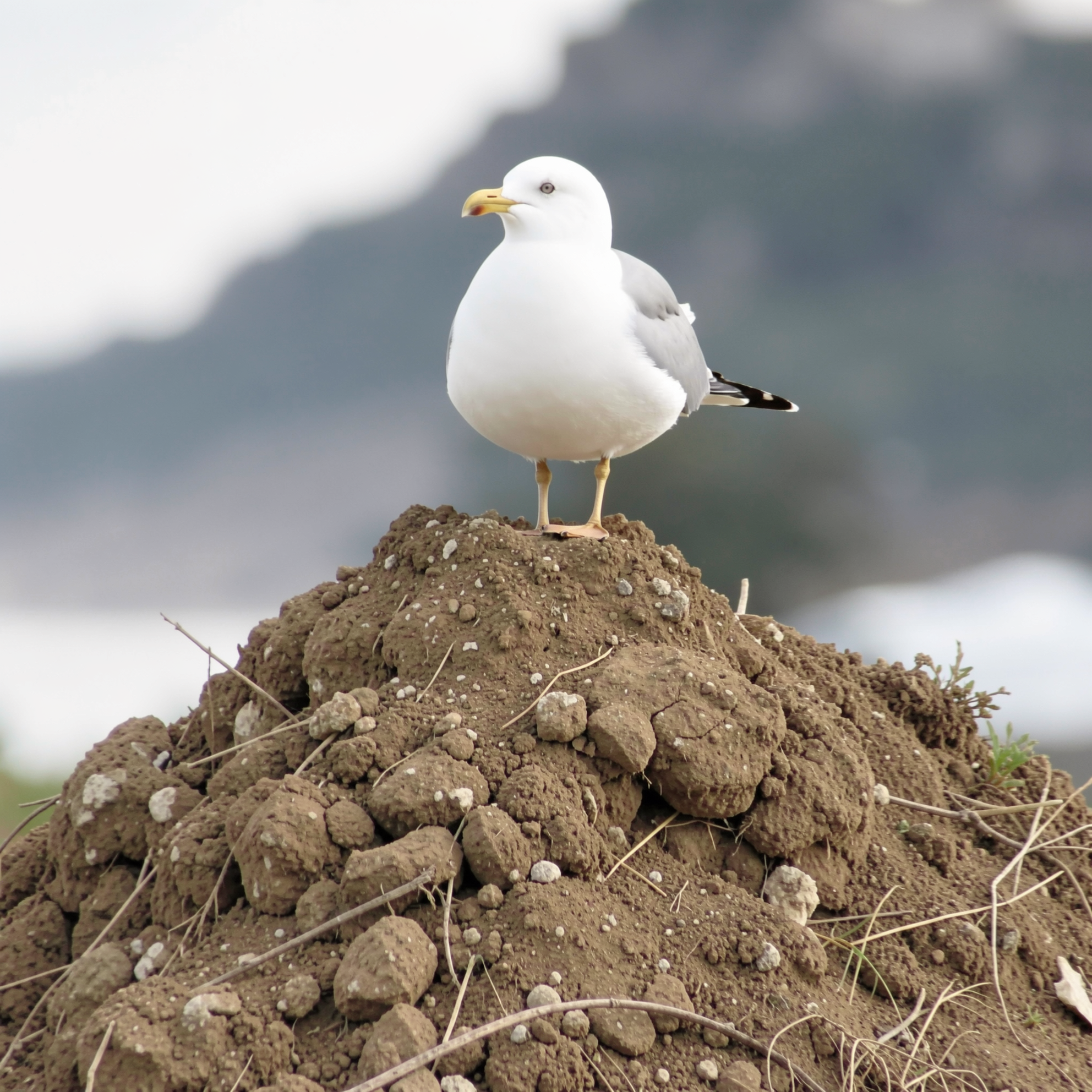 White seagull standing perched atop a crumbly dirt mound against a blurred hilly background