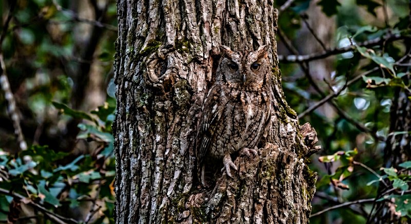 A camouflaged owl perched on a rugged tree trunk in a dense forest