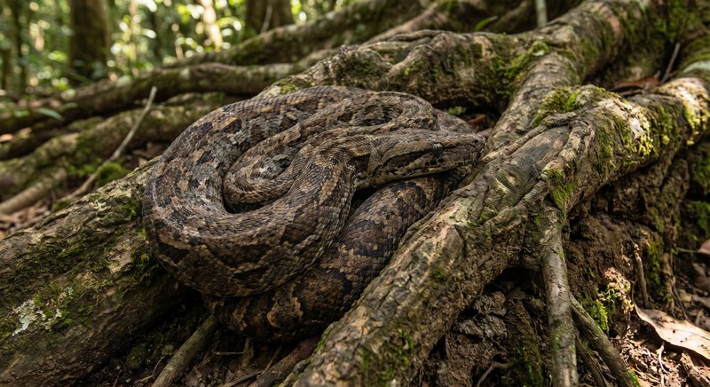 Coiled snake resting on mossy forest roots and branches in a shaded woodland.