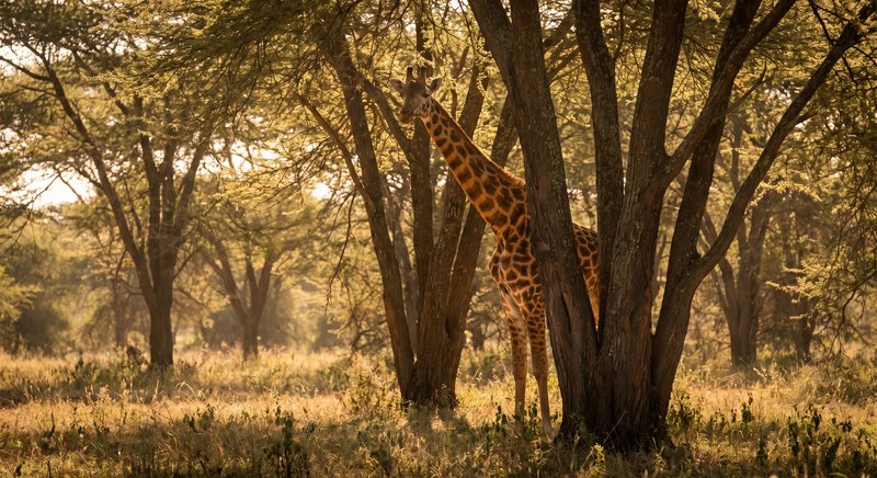 Giraffe standing between trees in sunlit savannah during golden hour.