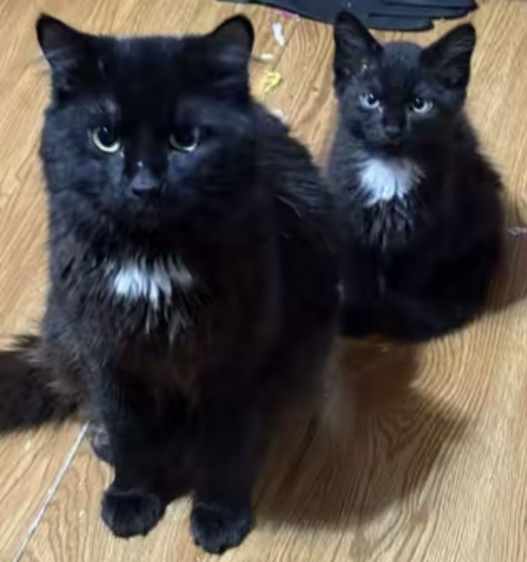 Fluffy black adult cat and identical black kitten with matching white chests sit side by side on ...