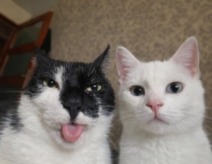 Close up of a tuxedo cat sticking its tongue out next to a white blue-eyed cat facing the camera
