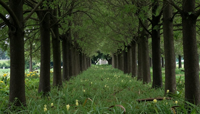 Tree-lined pathway with symmetrical rows forming a green canopy and grassy ground.