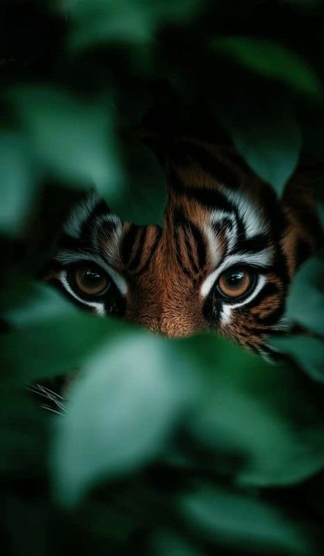 Tiger's intense amber eyes peer through blurred green jungle foliage