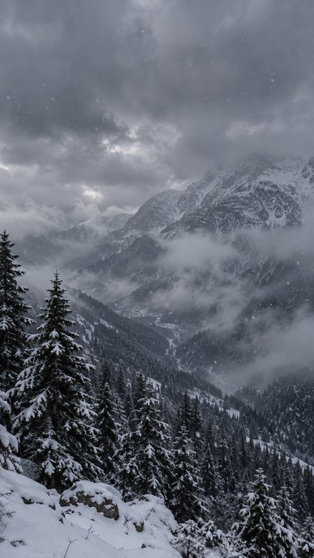 Misty snow-covered alpine valley with snow-laden pine trees during active winter snowfall