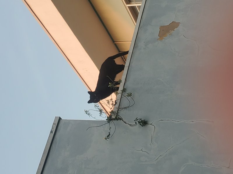 Black cat perched on a high building ledge looks down toward the camera