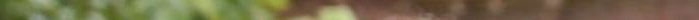 Blur of green leaves with a soft beige central stripe creates a nature-themed background.