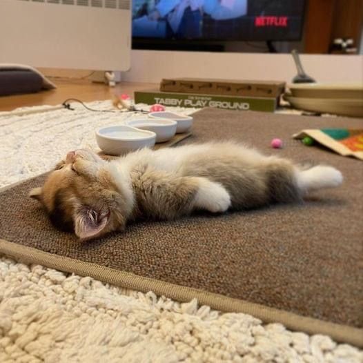 Adorable sleeping kitten sprawled on a rug in a cozy living room.