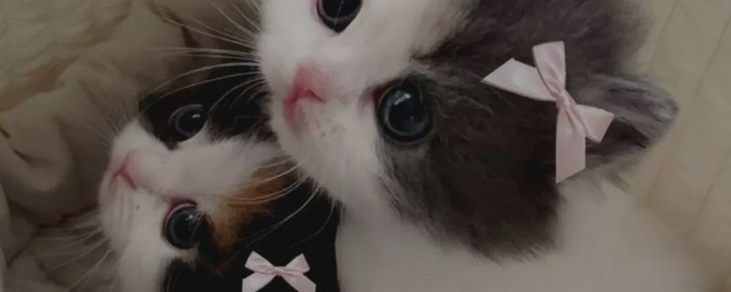 Two fluffy kittens with pink bows looking up curiously.
