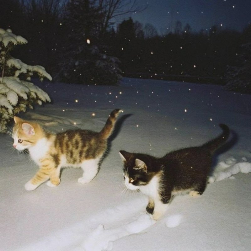 Two kittens walking in fresh snow at night with falling snowflakes.