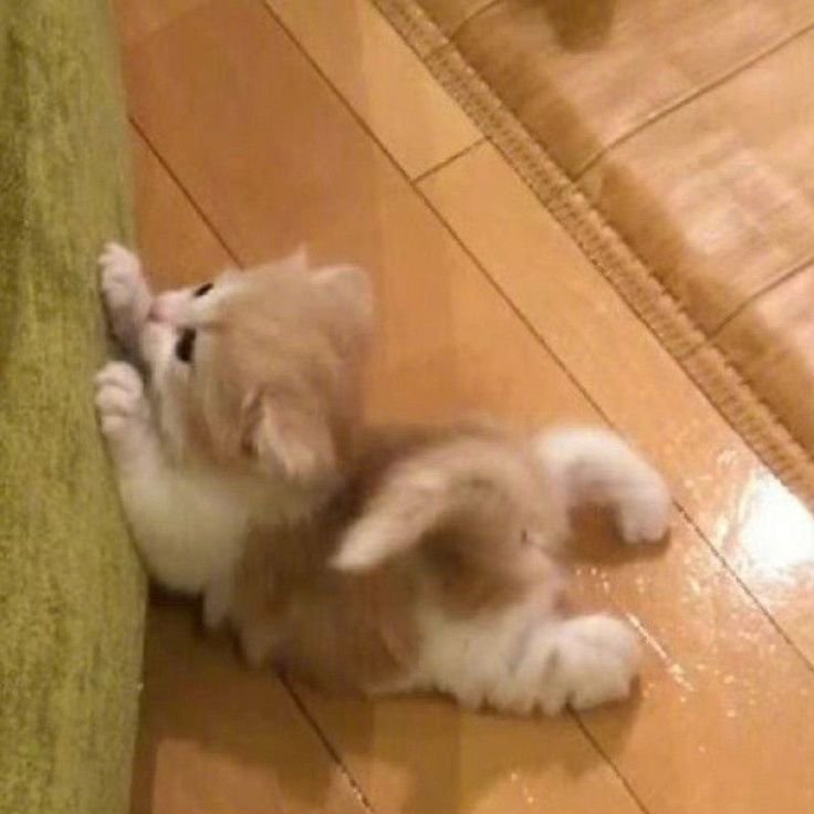 Fluffy kitten on a wooden floor near a green rug, playing with its paws.