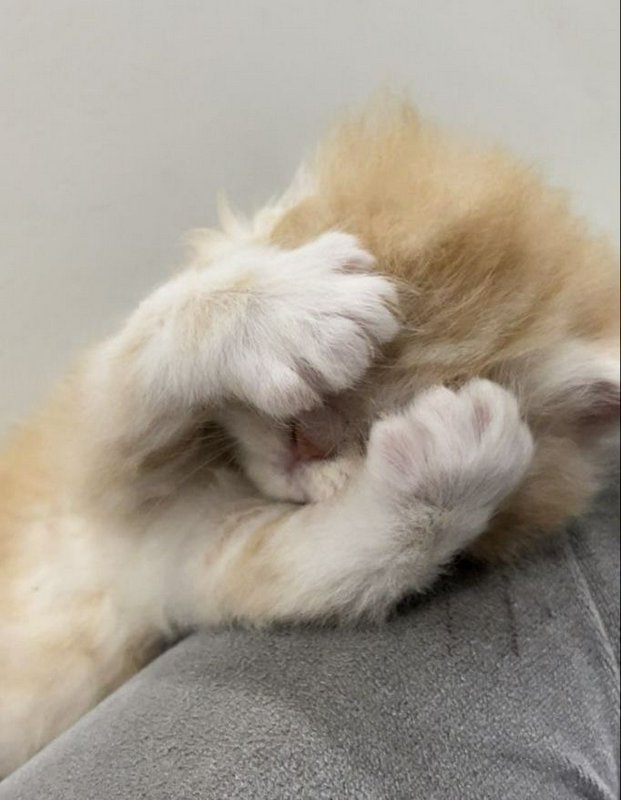 Fluffy light-colored cat covering its face with paws while resting on a gray cushion