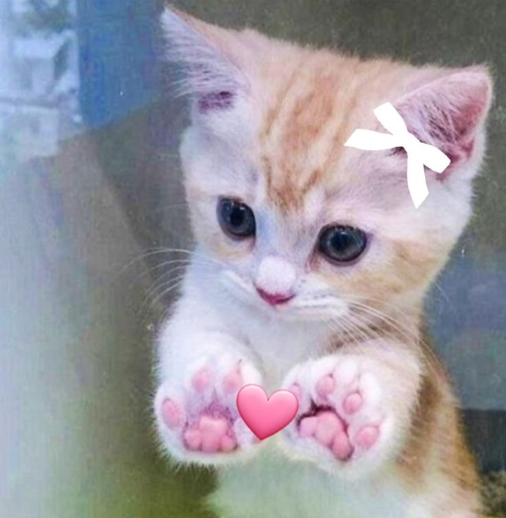 Adorable orange and white kitten with a white bow on its head reaching pink paw-heart.