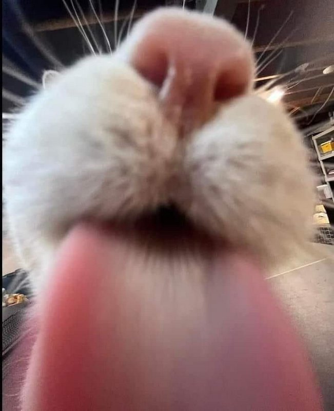 Close-up of a cat’s pink nose with the tongue sticking out in a playful, blurred macro shot
