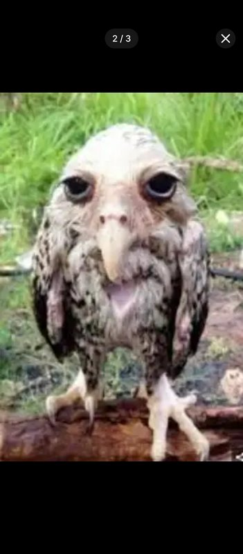 Close-up of a wet, wide-eyed owl perched on a log.