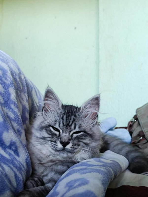 Fluffy silver tabby cat squints contentedly while resting on a soft blue patterned blanket indoors.