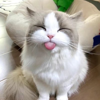 Cute fluffy white and gray longhair cat sits happily, eyes closed, sticking its pink tongue out i...
