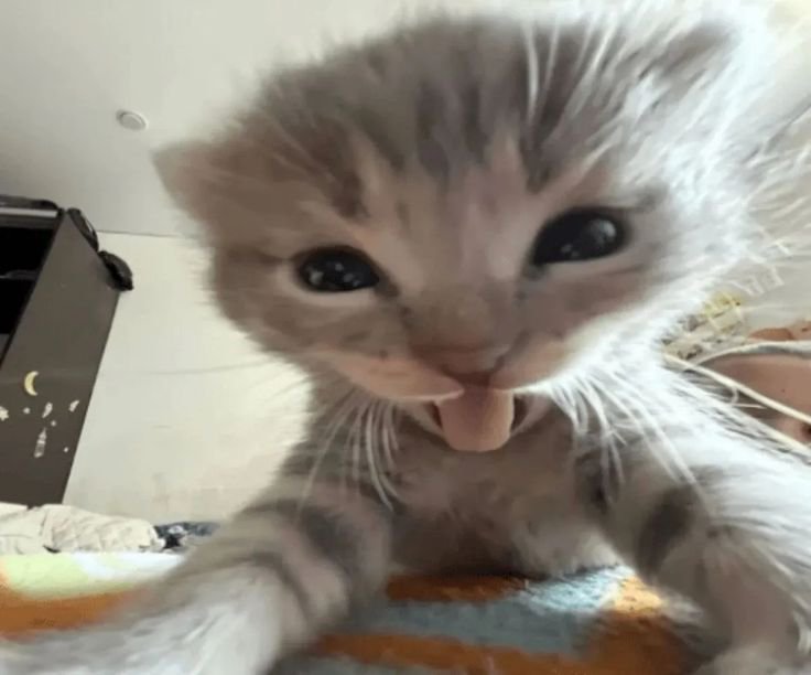 Close-up of a gray kitten with a tiny tongue sticking out, large eyes, and fluffy fur.