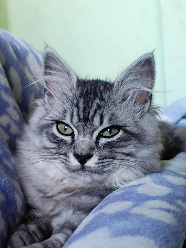 Close-up portrait of a fluffy silver tabby longhair cat with bright green eyes resting on a blue ...