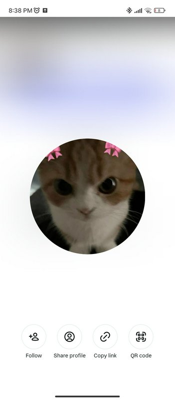 Circular profile photo of a cute ginger kitten with pink bows.