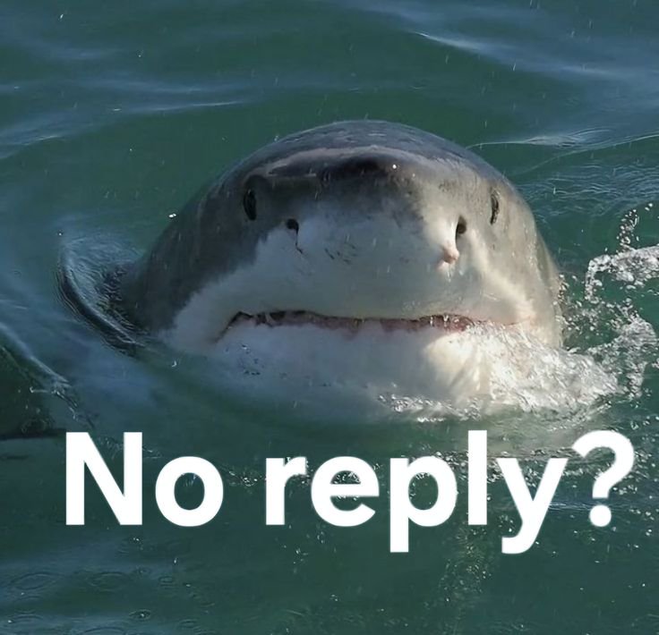 Close-up of a great white shark surfacing with a "No reply?" meme text overlay.