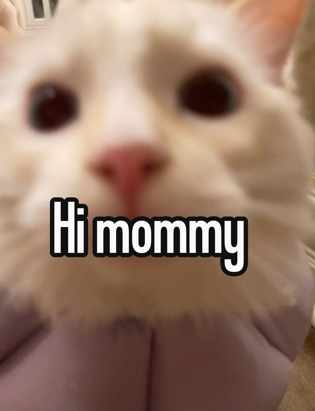 Close-up of a white cat with a pink nose and large eyes, overlaid with "Hi mommy" text.