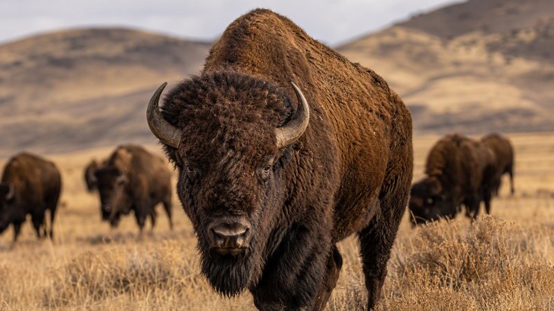 [Close-up of a mature American bison facing the camera, with a grazing bison herd on dry rolling grass plains in the blurr...