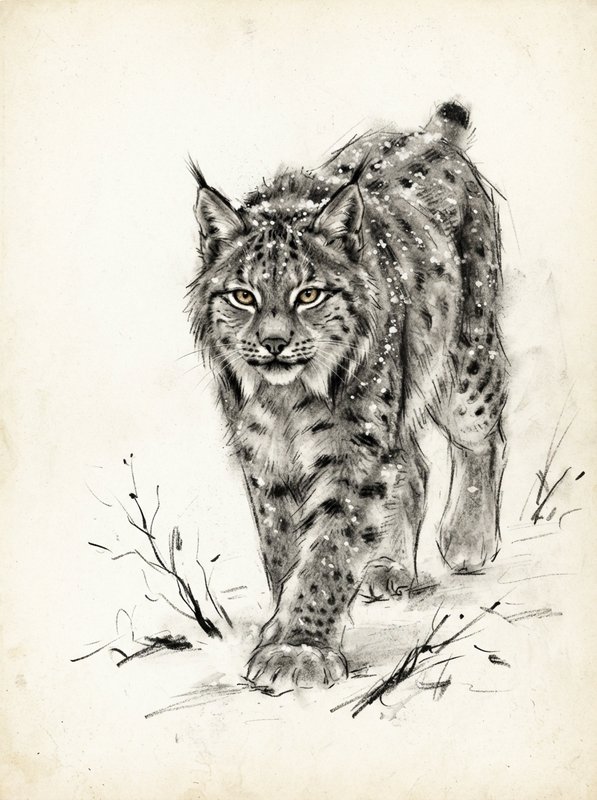 Charcoal sketch of a tufted Eurasian lynx walking through falling snow, facing forward with striking golden eyes