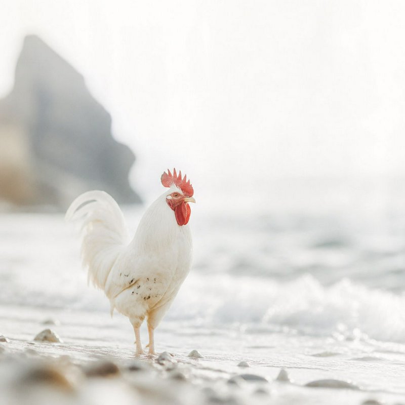 White rooster with bright red comb standing in shallow foamy surf on a pebbly beach
