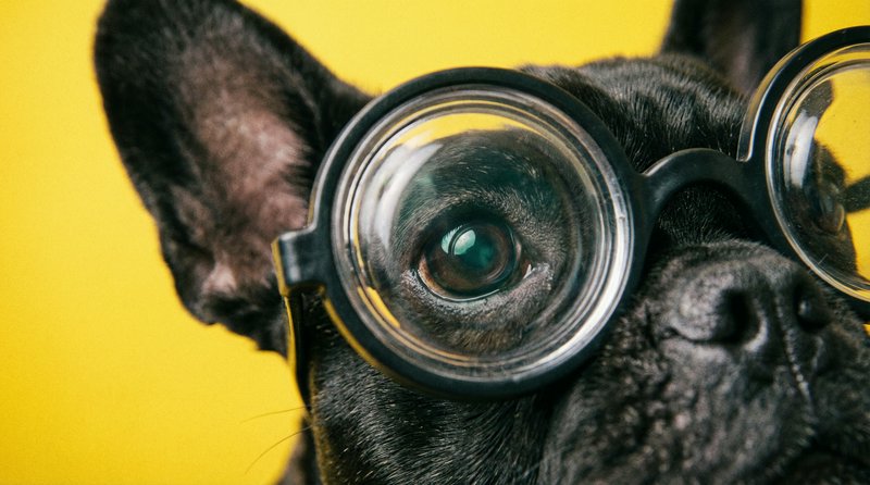 Close-up of a black French Bulldog wearing oversized round glasses against a bright yellow background