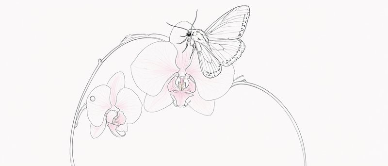 Fine line art sketch of a moth resting on pale pink phalaenopsis orchid blooms on a curved arched stem
